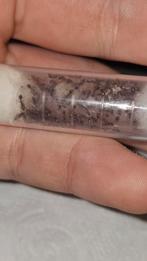 Tetramorium bicarinatum mieren kolonie tekoop 2q