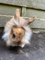 Jonge leeuwenkopjes, Dieren en Toebehoren, Konijnen, Meerdere dieren