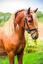 Bloedmooie nuchtere ruin met humor en potentie, Dieren en Toebehoren, Pony's, E pony (1.48m - 1.57m), Ruin, Zadelmak, 3 tot 6 jaar