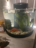 Halfronde aquarium te koop., Dieren en Toebehoren, Vissen | Aquaria en Toebehoren, Ophalen of Verzenden, Leeg aquarium