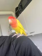 Lieve tamme vogel, Dieren en Toebehoren, Vogels | Parkieten en Papegaaien, Mannelijk, Dwergpapegaai of Agapornis