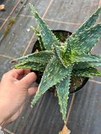 Aloe thiba pot17cm, Ophalen of Verzenden, Halfschaduw, Minder dan 100 cm