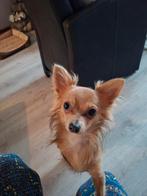 Gouden mand gezocht lees verder chihuahua, Rabiës (hondsdolheid), Reu, 1 tot 2 jaar, Eén hond