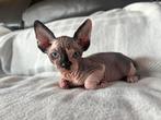 Sphynx kittens, Dieren en Toebehoren, Meerdere dieren, Gechipt, 0 tot 2 jaar