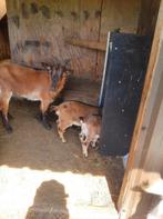 Geit met 2 jonge bokjes, Meerdere dieren, Geit