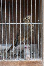 Zanglijster, Dieren en Toebehoren, Vogels | Overige Vogels