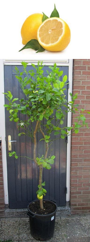 Grote Citroen Op Stam-Citrus Limon-Vruchtdragend-2.10 mtr H, Tuin en Terras, Planten | Fruitbomen, Citroenboom, 100 tot 250 cm