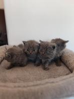 Britse korthaar kitten, britsh shorthair, Poes, Ontwormd, 0 tot 2 jaar