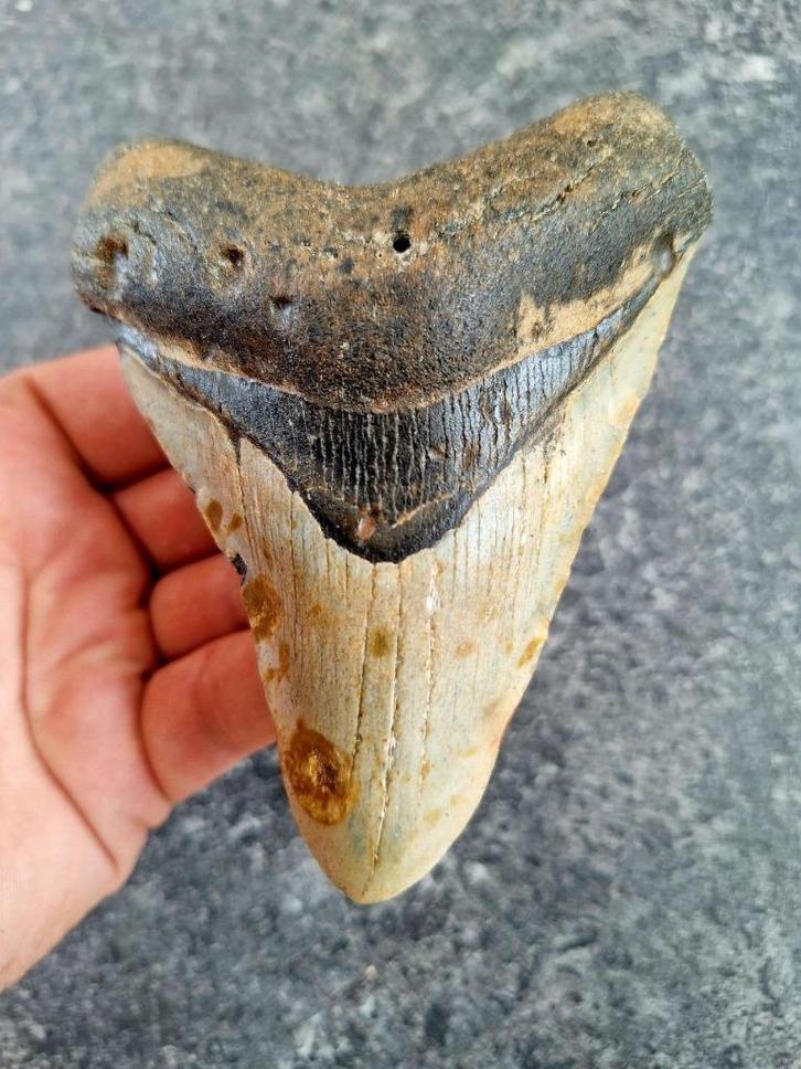 MEGALODON TAND USA	172	gr	11,4x8,6x2,2	cm, Verzamelen, Mineralen en Fossielen, Fossiel, Ophalen of Verzenden