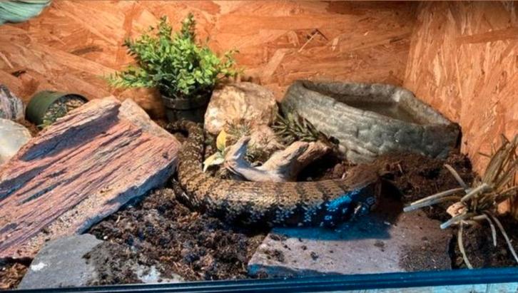 mega Blauwtongskink
( Tiliqua gigas gigas ) incl osb, Tickets en Kaartjes, Recreatie | Dierentuinen, Eén persoon, Overige typen