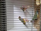 Goulds   gould amadinne, Dieren en Toebehoren, Vogels | Overige Vogels, Meerdere dieren, Tropenvogel, Geringd