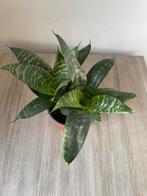 Sansevieria 2 planten, Huis en Inrichting, Kamerplanten, Ophalen, Overige soorten, Minder dan 100 cm