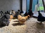 Mooie Volwassen Zijdehoender Kriel Hennen!, Dieren en Toebehoren, Vrouwelijk, Kip