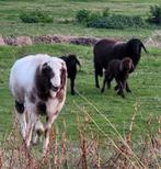 4 bergschapen Ram,Ooi en 2 lammeren, Dieren en Toebehoren
