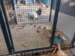 Jonge zebra vinken, van dit jaar., Dieren en Toebehoren, Vogels | Hokken en Kooien, Ophalen of Verzenden, Zo goed als nieuw, Hout