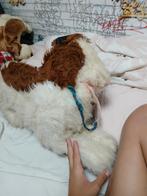 knuffe bieden, Kinderen en Baby's, Speelgoed | Knuffels en Pluche, Ophalen of Verzenden, Nieuw, Hond