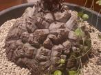 Dioscorea elephantipes XXL 25cm, huge caudex, succulent, Verzenden, Halfschaduw, Minder dan 100 cm