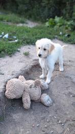 Ter adoptie puppy Saartje, Dieren en Toebehoren, CDV (hondenziekte), 8 tot 15 weken, Teef, Eén hond