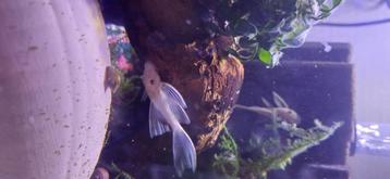 5 snow white longfin borstelneus tussen de 5 en 6 cm  beschikbaar voor biedingen