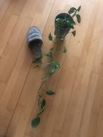 Drakenklimop hang of klim plant langer dan 1 meter, Huis en Inrichting, Kamerplanten, 100 tot 150 cm, Ophalen of Verzenden, Halfschaduw
