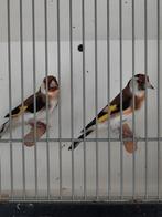 Majoor en bloemputters, Meerdere dieren, Wildzangvogel, Geringd