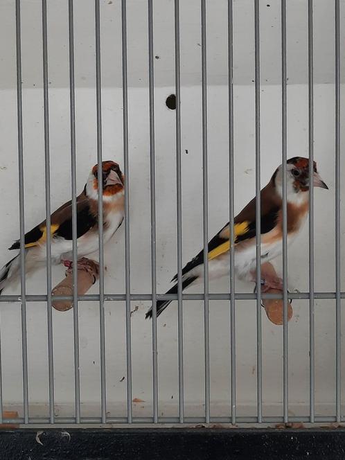 Majoor en bloemputters, Dieren en Toebehoren, Vogels | Overige Vogels, Wildzangvogel, Meerdere dieren, Geringd