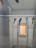 Bewezen kweekkoppel bleekkop rosella, Dieren en Toebehoren, Vogels | Parkieten en Papegaaien, Meerdere dieren, Parkiet