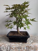 Acer Japanse Esdoorn Bonsai, Bloeit niet, Halfschaduw, Minder dan 100 cm, Overige soorten