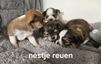 Mooie  kruising pups shih tzu x chihuahua, Dieren en Toebehoren, Reu, 8 tot 15 weken, Meerdere, Chihuahua