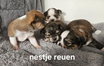 Mooie  kruising pups shih tzu x chihuahua beschikbaar voor biedingen