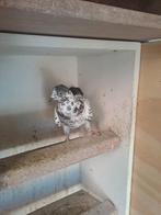 Wener hoogvliegers. duivinnen 2x, Dieren en Toebehoren, Vogels | Duiven, Mannelijk