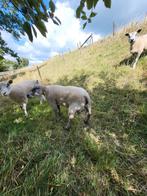 Dekram bleu du maine x texelaar, Dieren en Toebehoren, Schapen, Geiten en Varkens, Mannelijk, Schaap, 0 tot 2 jaar
