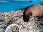 Cavia mannetje, Mannelijk, Cavia, Na 1 juli 2024