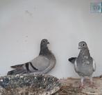 Figurita´s, Dieren en Toebehoren, Vogels | Duiven, Geslacht onbekend, Overige soorten