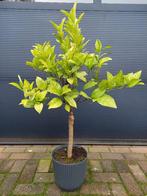Citrus Sinensis Arancio - Zoete Sinaasappelboom H: 105 cm., Tuin en Terras, Ophalen, Volle zon, Citroenboom, 100 tot 250 cm