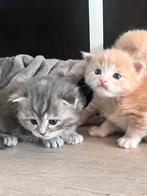 Maine coon kittens, Meerdere dieren