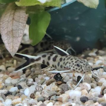 Synodontis petricola beschikbaar voor biedingen