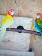 rosella, Meerdere dieren, Parkiet