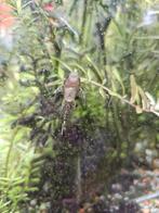 Algeneter vissen, Ophalen, Overige typen