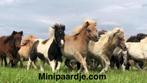 Schitterende minipaardjes, Dieren en Toebehoren, Pony's, Niet van toepassing, 0 tot 2 jaar, Gechipt, Meerdere dieren