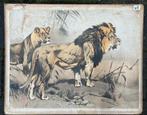 Oude schoolplaat: leeuw, Ophalen of Verzenden, Natuur en Biologie