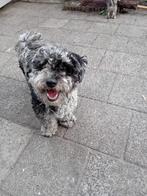 Labradoodle dekreu, Dieren en Toebehoren, Honden | Niet-rashonden, Rabiës (hondsdolheid), Reu, 1 tot 2 jaar, Eén hond