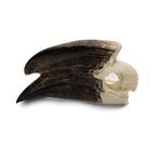 Trompetneushoornvogel schedel PREPARATENSHOP, Ophalen of Verzenden, Nieuw, Vogel, Schedel