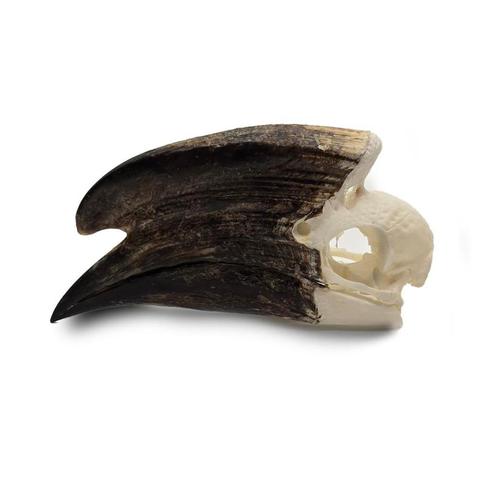 Trompetneushoornvogel schedel PREPARATENSHOP, Verzamelen, Dierenverzamelingen, Nieuw, Schedel, Vogel, Ophalen of Verzenden