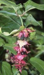 Grootmoeders oorbel tuinplant biologisch, Ophalen, Zomer, Overige soorten, Volle zon