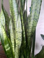 sanseveria , groot, Huis en Inrichting, Overige soorten, Minder dan 100 cm, Halfschaduw, Ophalen