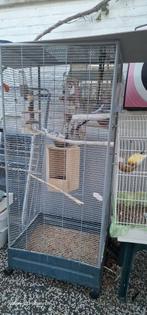 Valkparkieten, Dieren en Toebehoren, Meerdere dieren, Parkiet