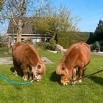 2 shetlander merries, leuke en mooie pony's, Dieren en Toebehoren, Pony's, Merrie, A pony (tot 1.17m), Ontwormd, 11 jaar of ouder