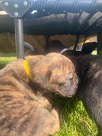 Stoere Boerboel 75 % / Stafford pups, Rabiës (hondsdolheid), 8 tot 15 weken, Bulldog, Meerdere