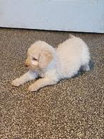 Labradoodle pups, medium, F3, Overige rassen, CDV (hondenziekte), 8 tot 15 weken, Meerdere